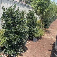 81BA5B72-EC68-44BA-A6CC-5B46C35C6263